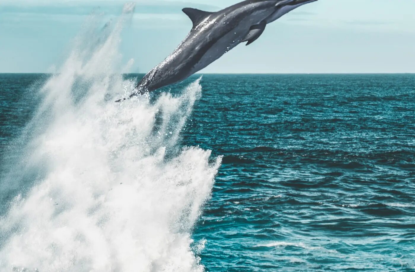 Delfin wyskakujący z morza podczas rejsu